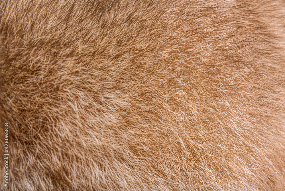 Fototapeta Fur closeup on a brown raccoon fur