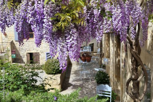 Fototapeta Naklejka Na Ścianę i Meble -  Cascading purple wisteria vine