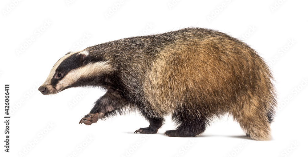 Obraz premium Side view of a European badger walking away, isolated