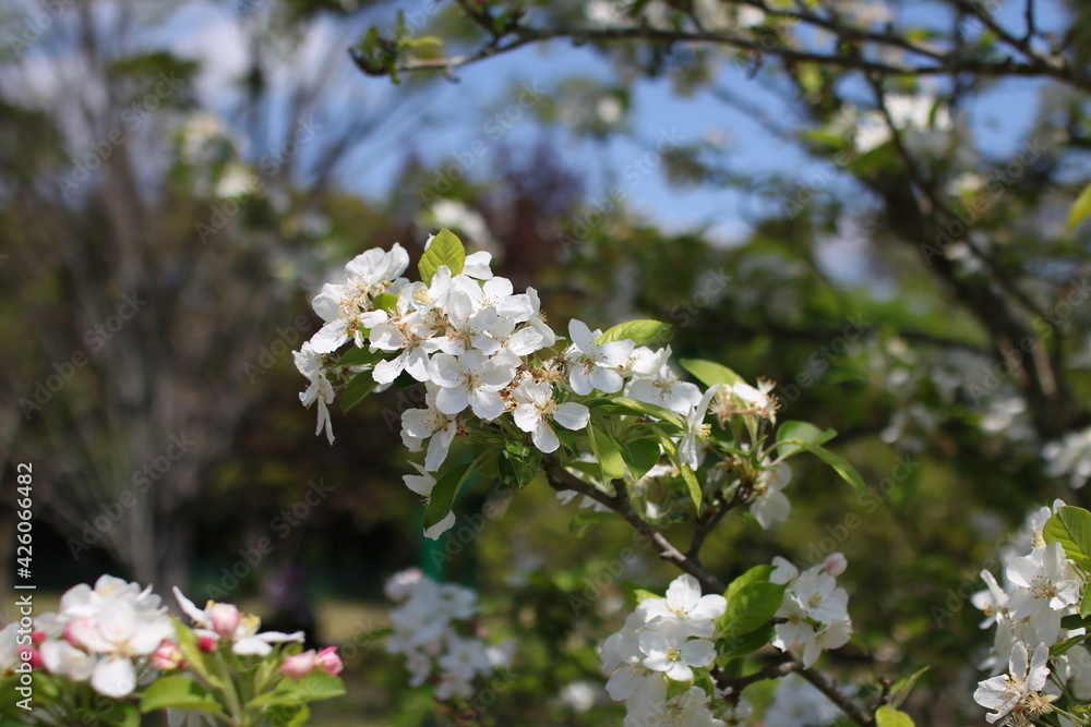 Obraz premium ヒメリンゴの花