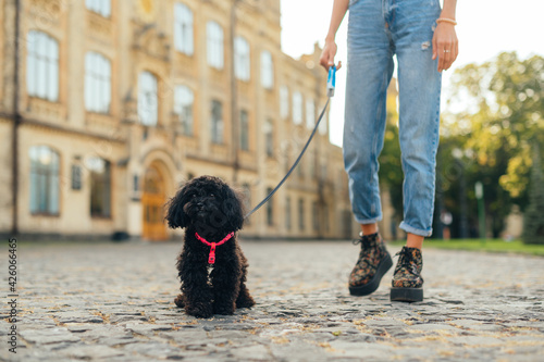 Little black dog on a leash in the female owner on a walk down the street with cobblestones. Cropped close photo of a dog breed toy poodle and owner.