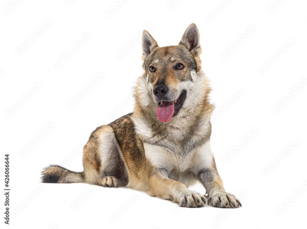 Panting Czechoslovakian Wolfdog lying in front