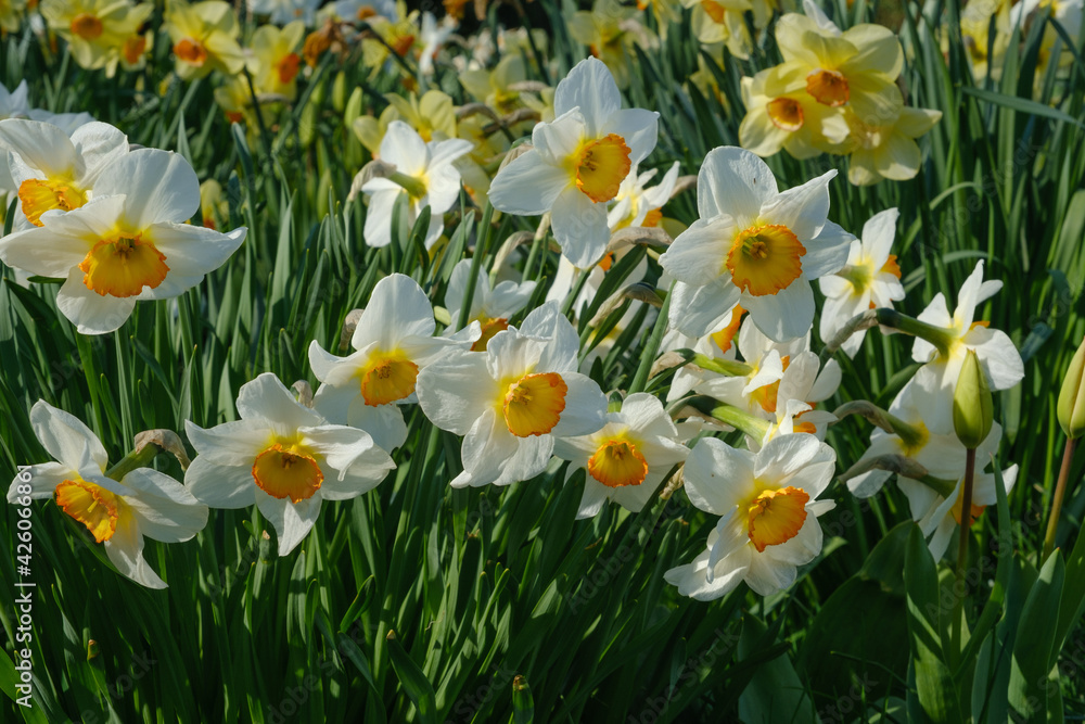 Close ups of Daffodils in a garden