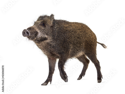Wild boar standing in front, isolated on white