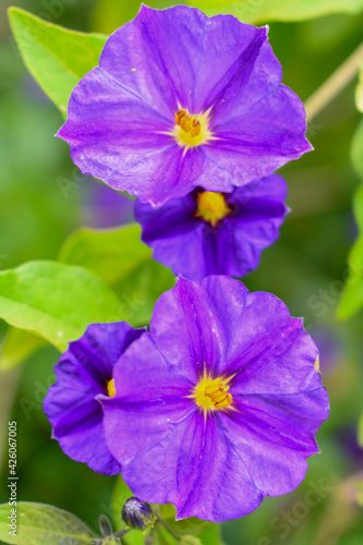 The gentian tree