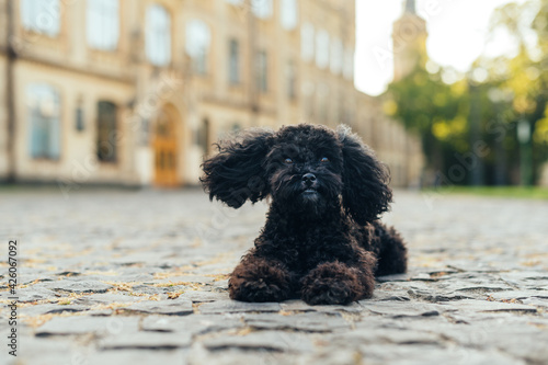 Foto Cute black toy poodle dog lying on the street on a summer day and looking at the camera