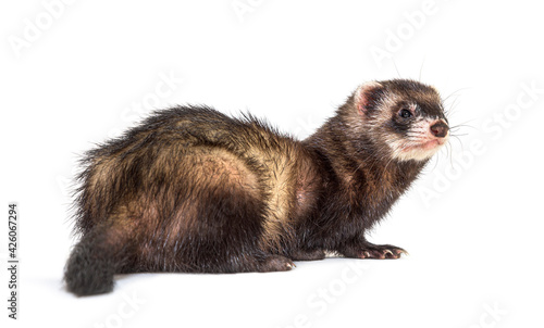 Back view of a European polecat looking back or looking away, isolated