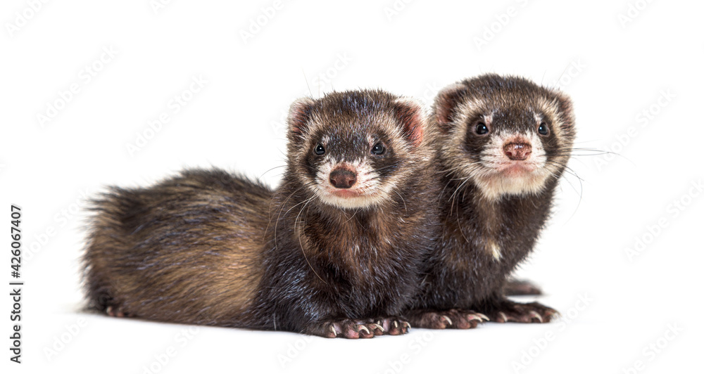 Two European polecat standing together, ferrets Two European polecat standing together, ferrets