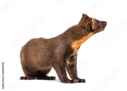 Side view of Pine marten looking up and back  isolated on white