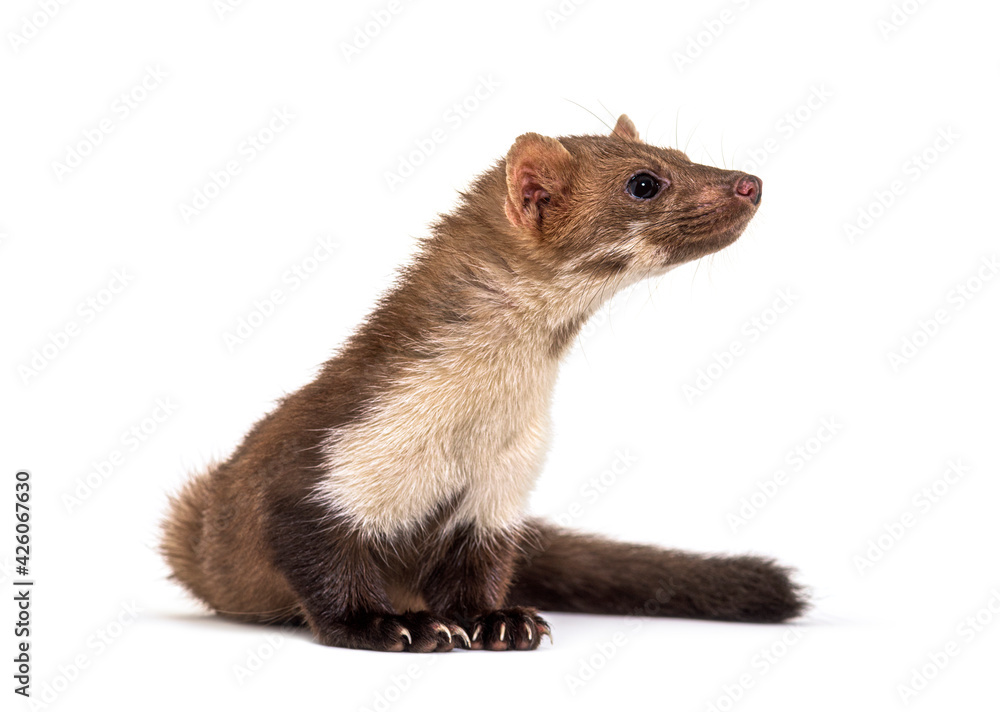 Beech marten looking away, isolated on white Beech marten looking away, isolated on white