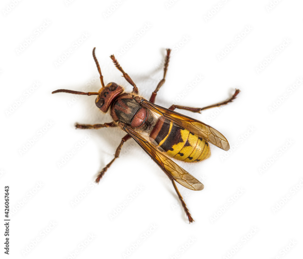Top view of a Hornet, Vespa Crabro, isolated on white Top view of a Hornet, Vespa Crabro, isolated on white