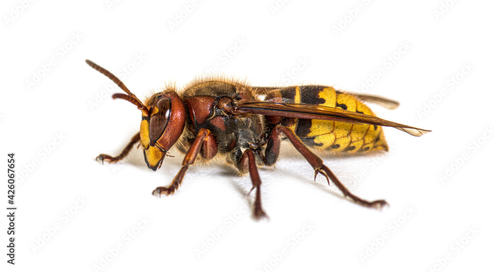 Side view, profile, Hornet, Vespa Crabro, isolated on white Side view, profile, Hornet, Vespa Crabro, isolated on white