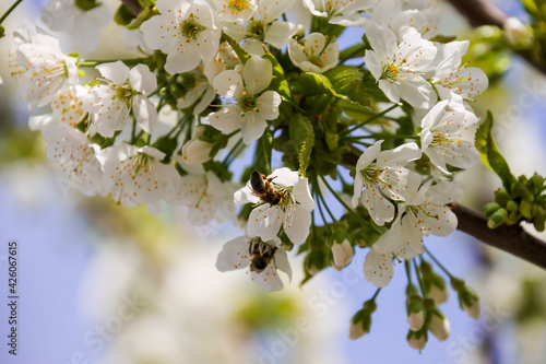 Cherry blossom branch with bee collecting pollen. Nature and trees are wonderful during this flowering period