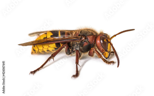 Side view, profile, Hornet, Vespa Crabro, isolated on white