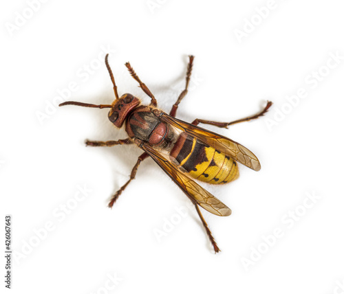 Top view of a Hornet, Vespa Crabro, isolated on white