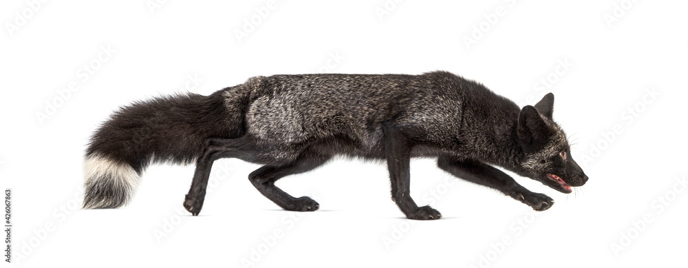 Fototapeta premium Side view of a Silvers Fox running away, isolated