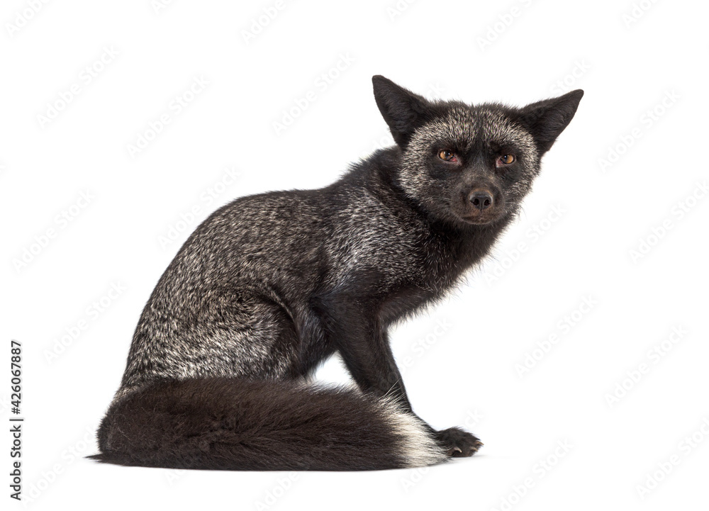 Fototapeta premium Sitting Silvers Fox, isolated on white background