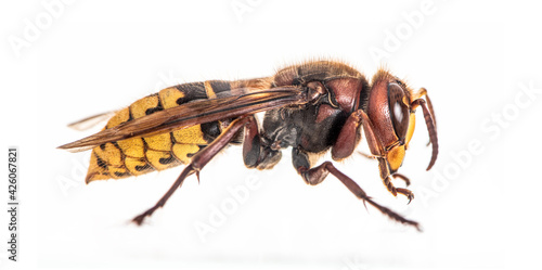 Side view of a Hornet, Vespa Crabro, isolated on white