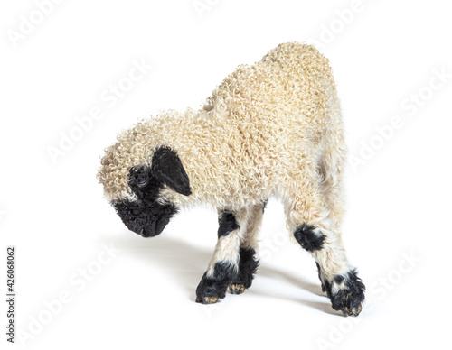 Valais Black nose lamb looking down, isolated