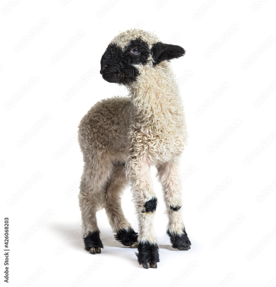 Valais Blacknose, German: Walliser Schwarznasenschaf, is a breed of domestic sheep originating in the Valais - 3 weeks old