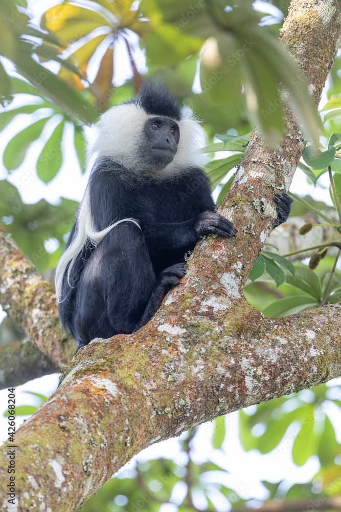 Obraz premium colobus monkey