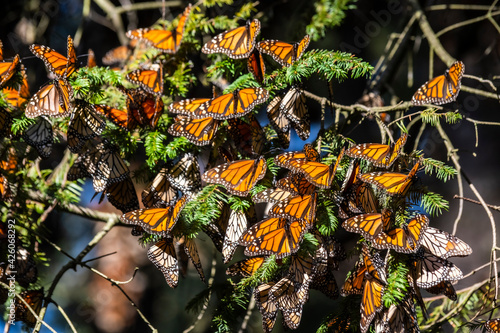 Millions of butterflies covering trees, Monarch Butterfly Biosphere Reserve, UNESCO World Heritage Site, El Rosario, Michoacan, Mexico photo