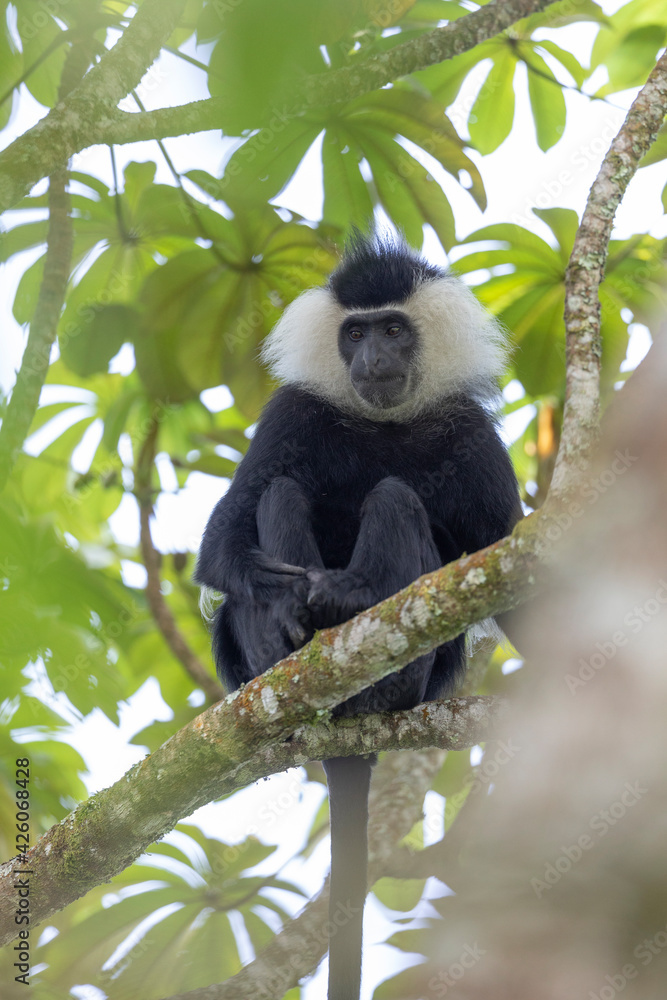 Obraz premium colobus monkey