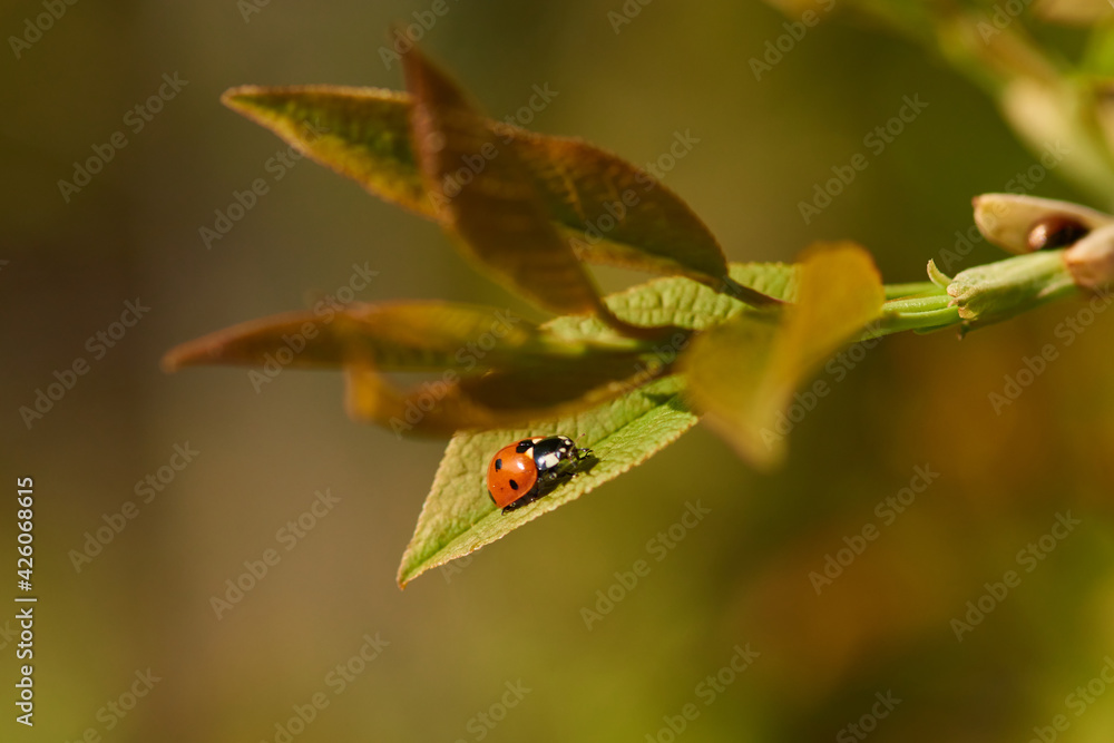 Marienkäfer auf einem Blatt in der Abendsonne Marienkäfer auf einem Blatt in der Abendsonne