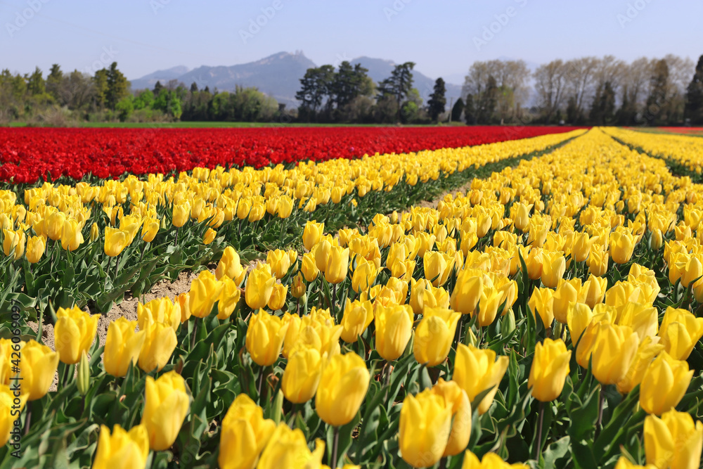 Spring landscape. Southern France, multicolored tulip fields in Provence