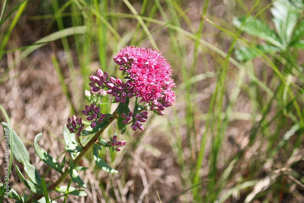 Pink-burgundy orpine flower (Hylotelephium telephium or Sedum telephium) in a meadow in the forest. Summer medicinal plant. Pink-burgundy orpine flower (Hylotelephium telephium or Sedum telephium) in a meadow in the forest. Summer medicinal plant.