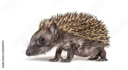Young European hedgehog looking at the camera, isolated on white © Eric Isselée