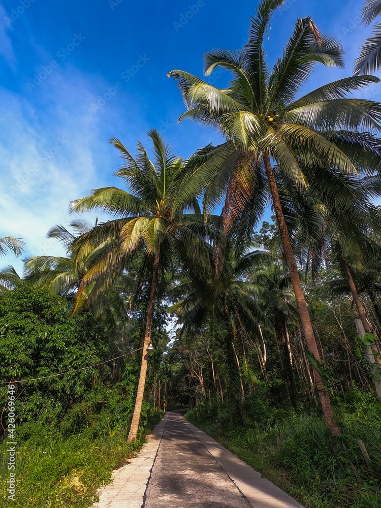 Obraz premium palm trees on the beach