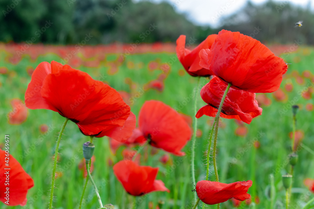 Naklejka premium Papaverales - Red Poppy Flower