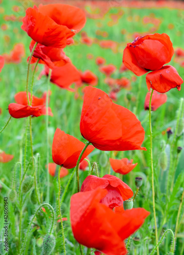 Papaverales - Red Poppy Flower