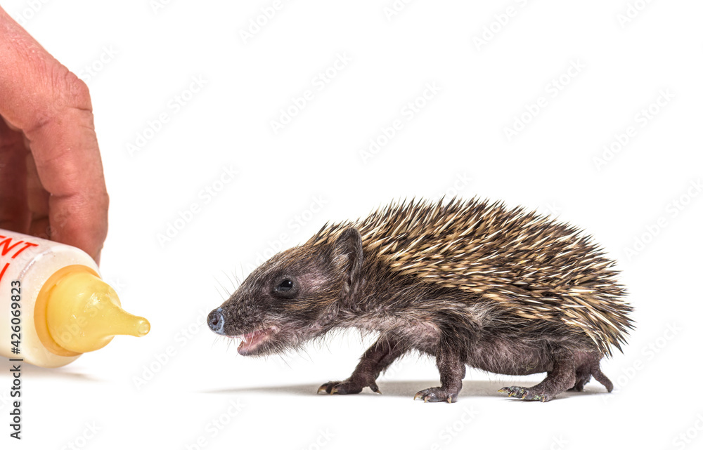Obraz premium Helping hand carrying a bottle to feed a baby european hedgehog