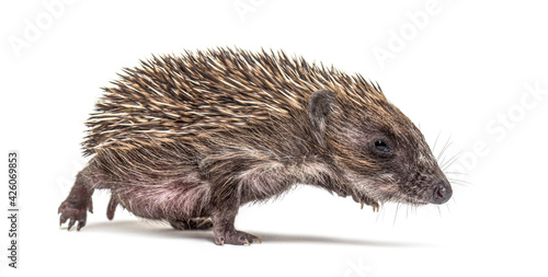 Young European hedgehog walking on a white background © Eric Isselée