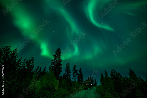 Photographers taking pictures of aurora borealis (Northern Lights) over coniferous forest, Muonio, Lapland, Finland