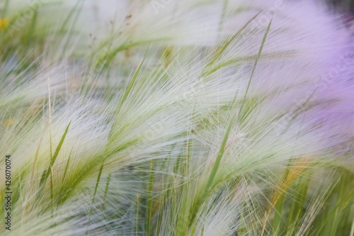 Young hairy grass in the summer light that looks like fresh ears of grain.