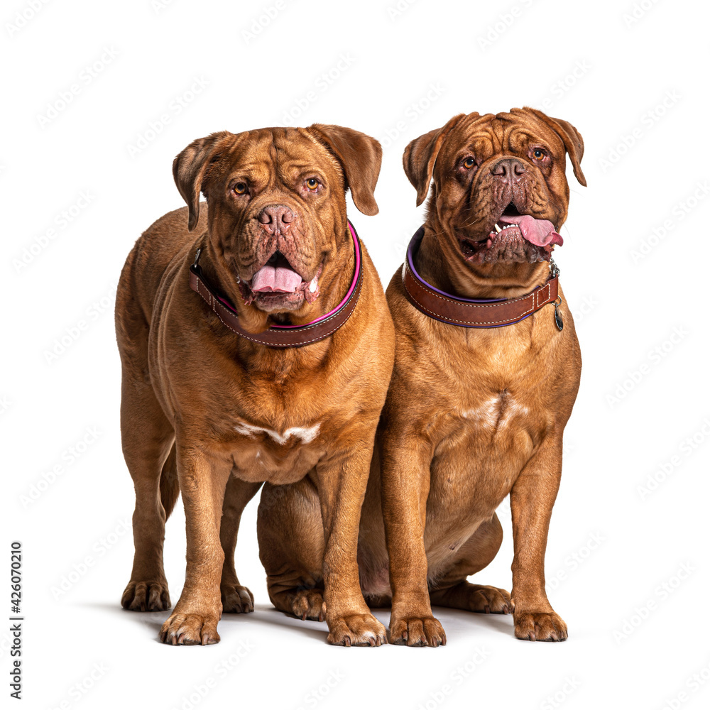 Couple of Dogue de Bordeaux sitting together, isolated on white Couple of Dogue de Bordeaux sitting together, isolated on white