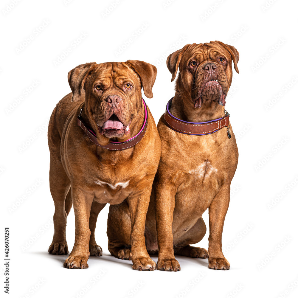 Couple of Dogue de Bordeaux sitting together, isolated on white