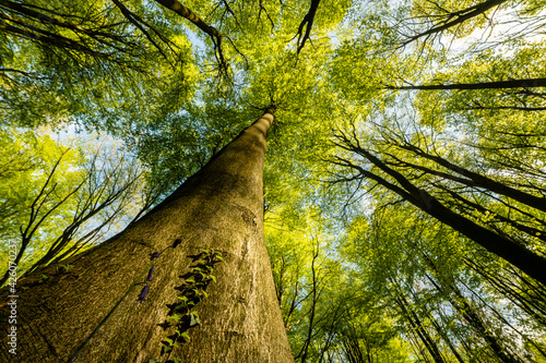 Trunks and canopy of beech trees (Fagus sylvatica), Kent, England, United Kingdom