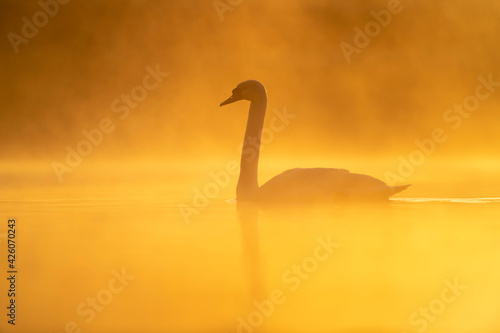 Mute swan (Cygnus olor) at sunrise, Kent, England, United Kingdom photo
