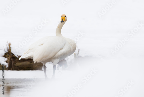 Whooper swan (Cygnus cygnus) in the snow, Kent, England, United Kingdom