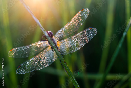 Common Darter (Sympetrum striolatum) dragonfly adult, covered in dew, at dawn, Elmley Marshes National Nature Reserve, Isle of Sheppey, Kent, England, United Kingdom photo