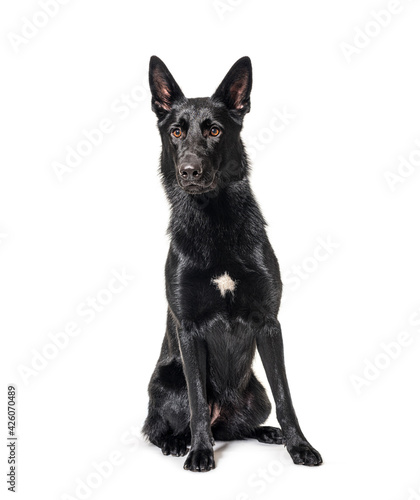 Black german shepherd sitting, isolated