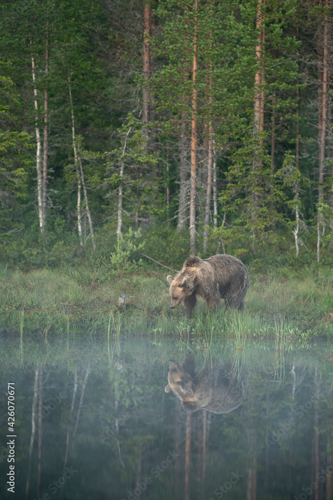 Eurasian brown bear (Ursus arctos arctos) in morning mist, reflected in lake, Kuhmo, Finland Eurasian brown bear (Ursus arctos arctos) in morning mist, reflected in lake, Kuhmo, Finland