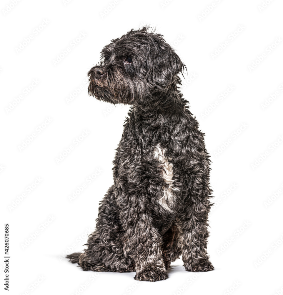 Sitting tibetan spaniel looking away, isolated Sitting tibetan spaniel looking away, isolated