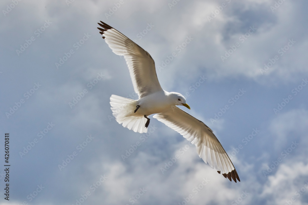 A Kittiwake (Rissa tridactyla), flying over Staple Island, Farne Islands, Northumberland, northeast England, United Kingdom A Kittiwake (Rissa tridactyla), flying over Staple Island, Farne Islands, Northumberland, northeast England, United Kingdom