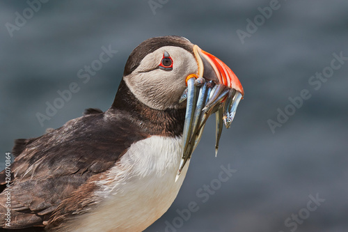 An Atlantic Puffin (Fratercula arctica), carrying sand eels, Staple Island, Farne Islands, Northumberland, northeast England, United Kingdom