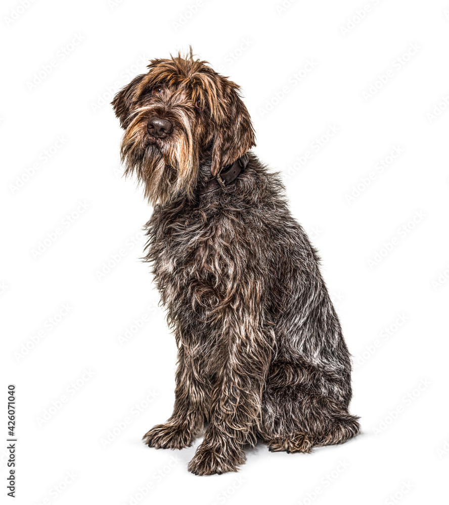 Korthals dog sitting in front and looking up Korthals dog sitting in front and looking up